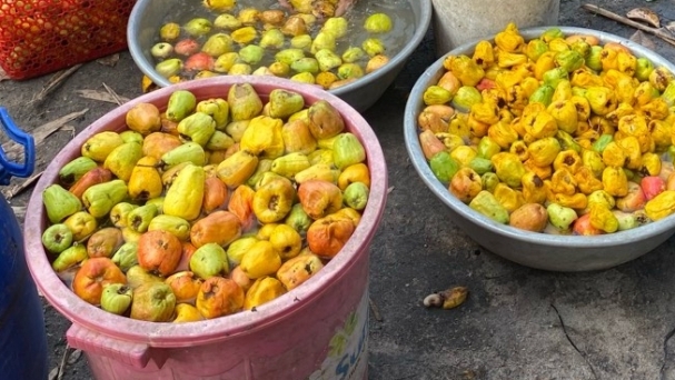 Turning waste products from cashew fruits into vegetarian specialties for export